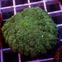 WYSIWYG Large Green Carpet Rhodactis Mushroom (1-2")