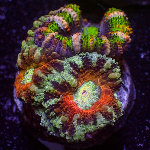 WYSIWYG Rainbow Multicolor Red & Green Acans (3 Polyps)