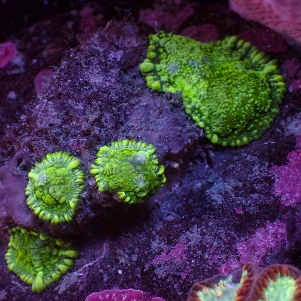 WYSIWYG Bright Green Rhodactis Mushroom (4 Polyps)