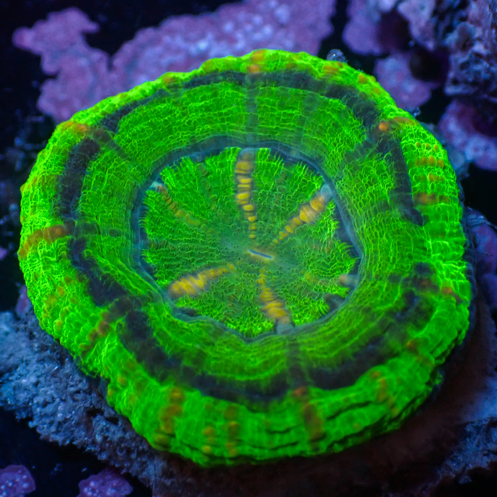 WYSIWYG Ultra Aussie UFO Button Scoly (0.5-1") - Corals Anonymous