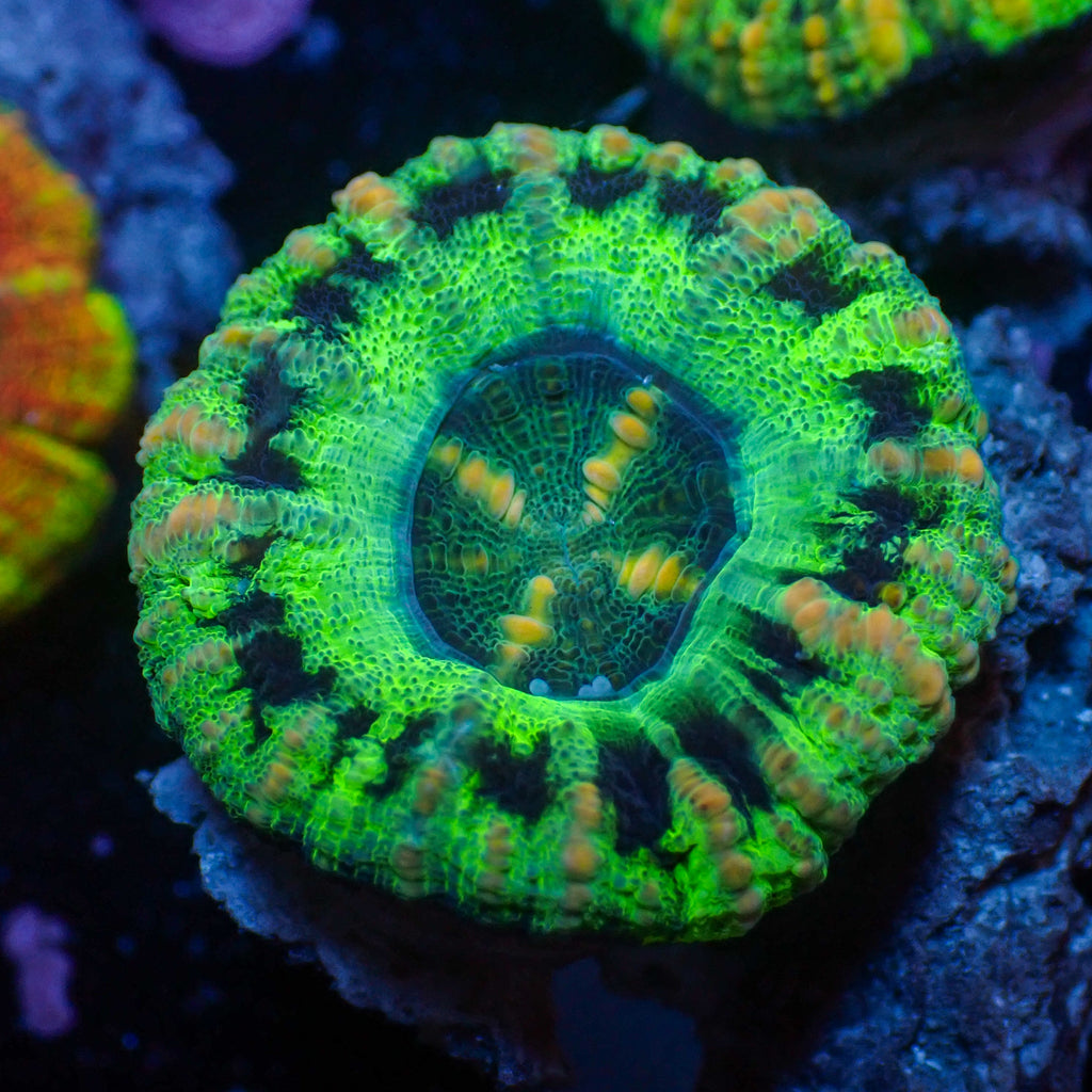 WYSIWYG Ultra Aussie UFO Button Scoly (0.5-1") - Corals Anonymous