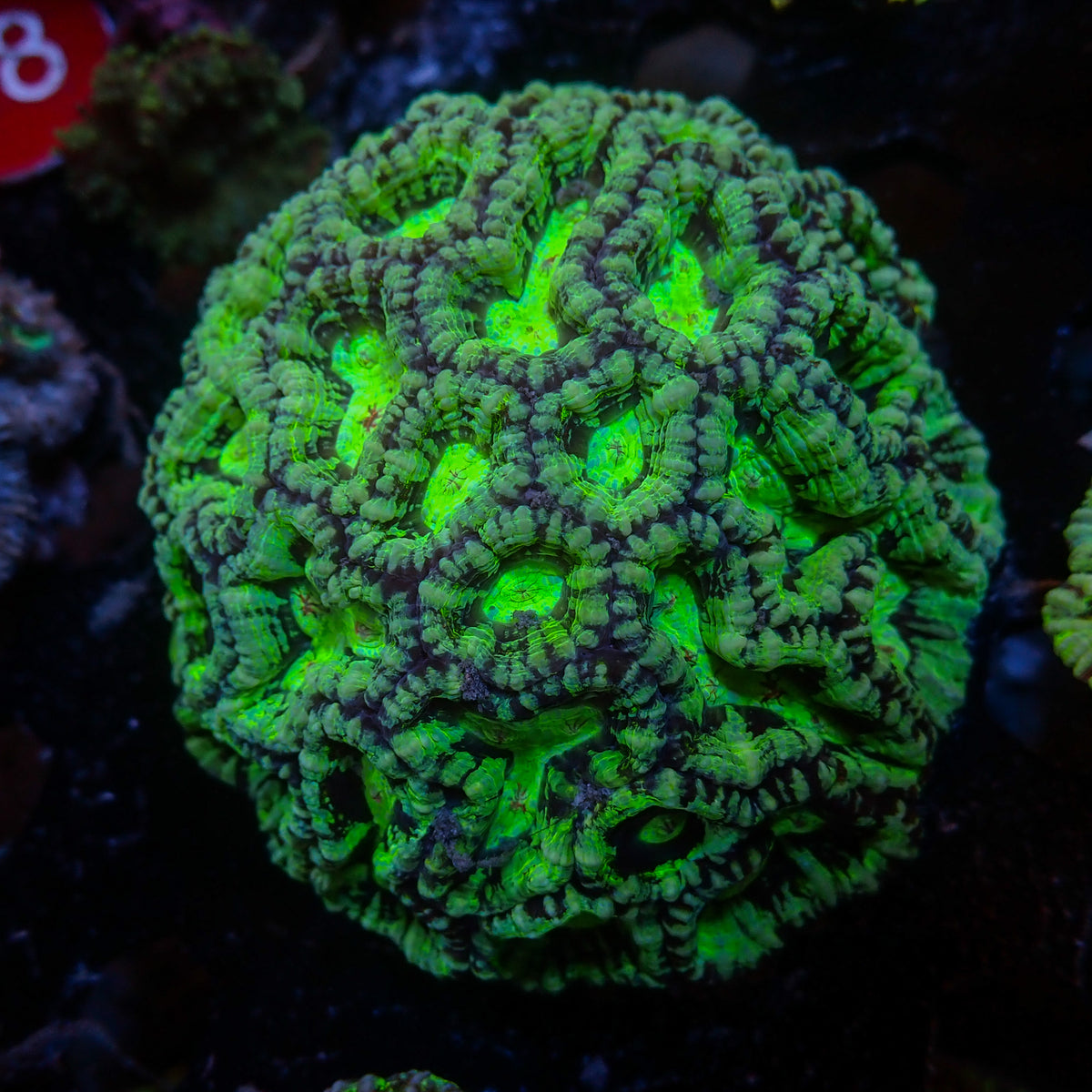 Neon Martian Green Wilsoni - Corals Anonymous