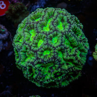 Neon Martian Green Wilsoni
