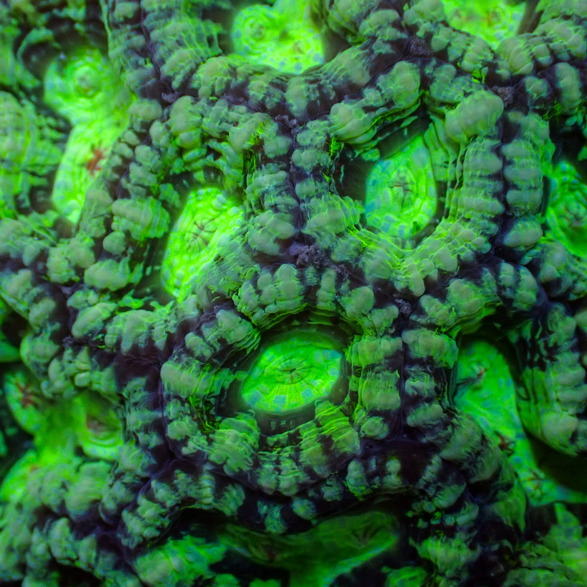 Neon Martian Green Wilsoni - Corals Anonymous