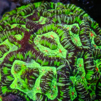 Red Eye Alien Wilsoni - Corals Anonymous
