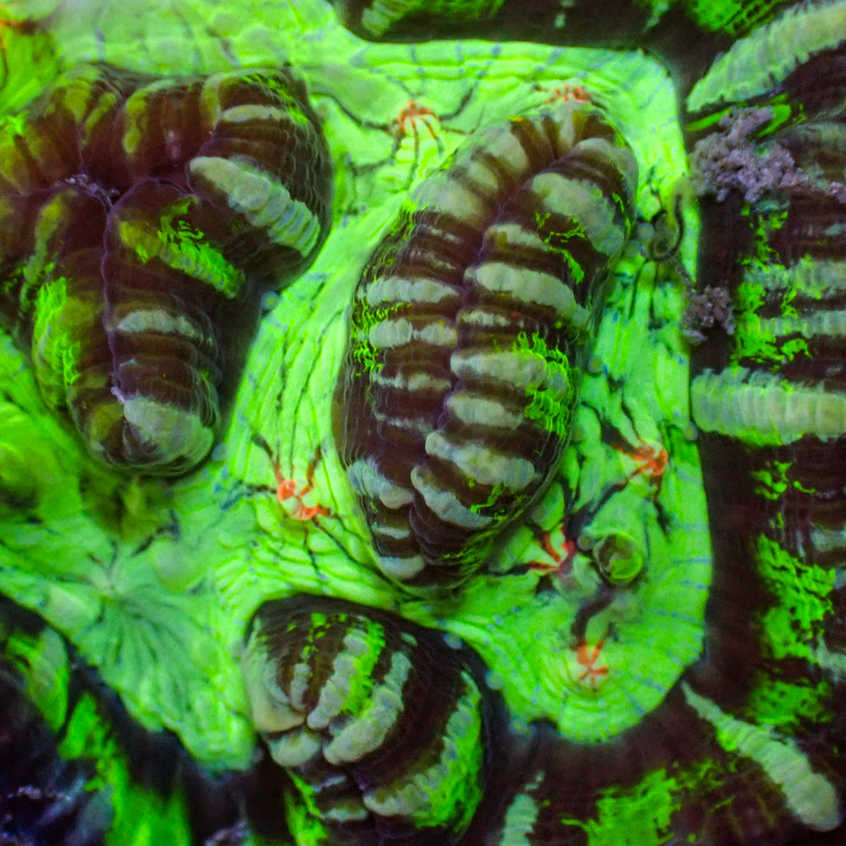 Red Eye Alien Wilsoni - Corals Anonymous