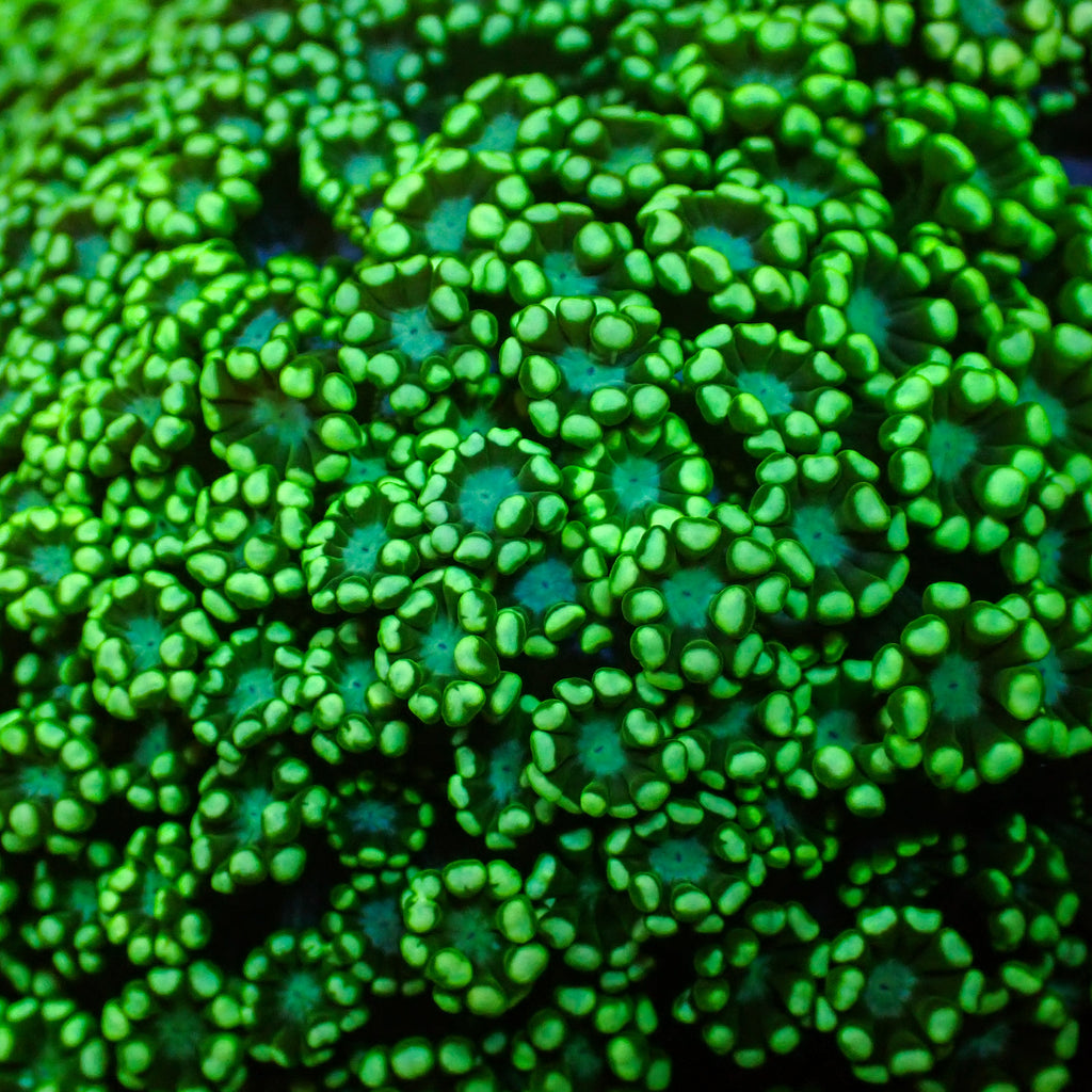 Aussie Spearmint Alveopora (0.5-1” Frag) - Corals Anonymous