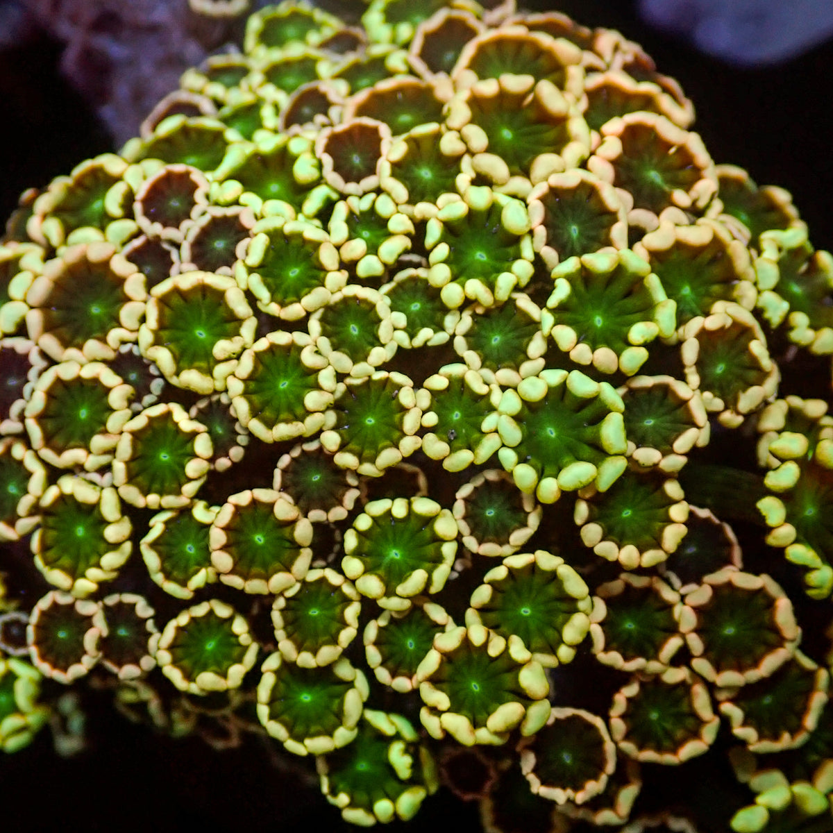 Aussie Rainbow Spring Vibe Alveopora (0.5-1” Frag) - Corals Anonymous
