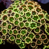 Aussie Rainbow Spring Vibe Alveopora (0.5-1” Frag) - Corals Anonymous

