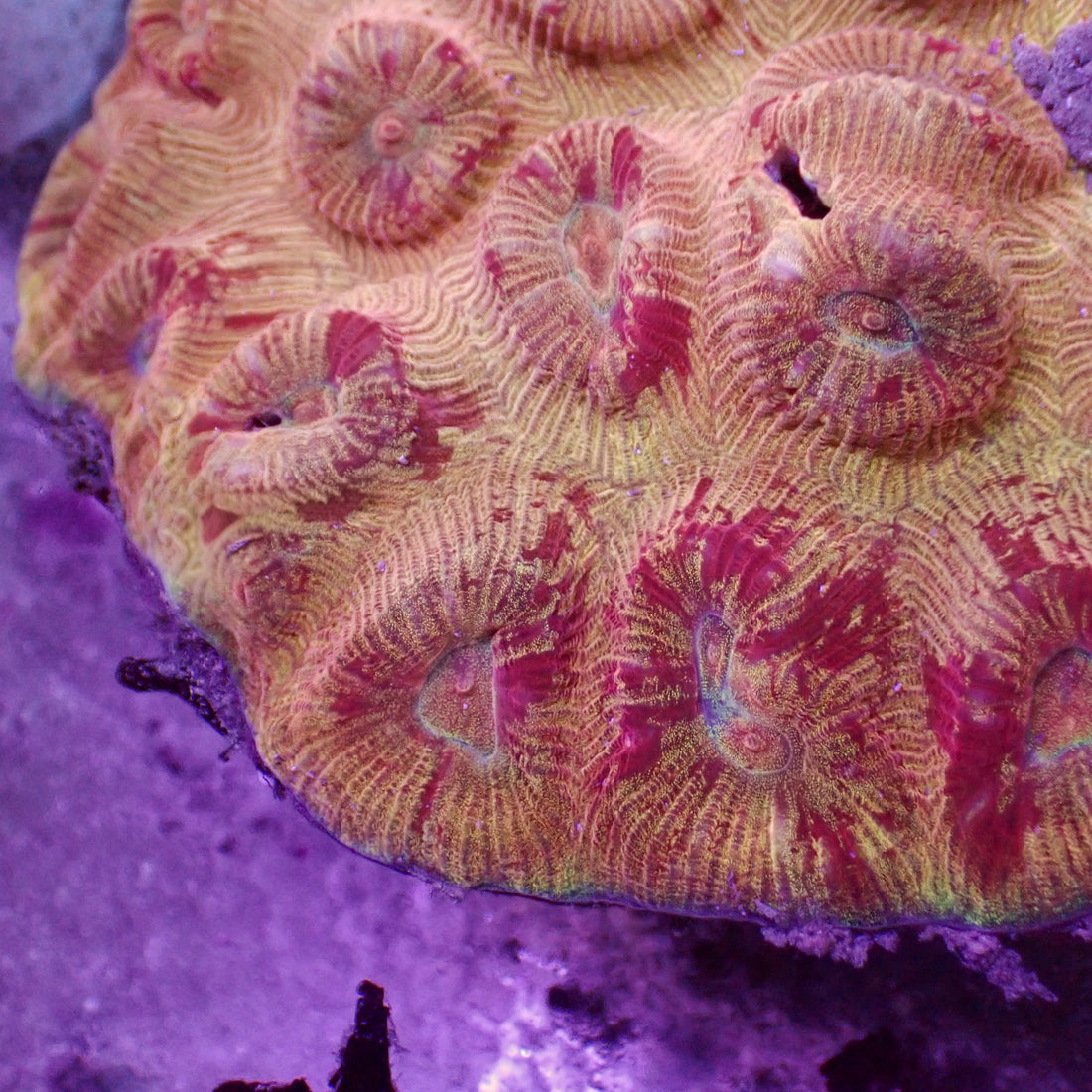 Trojan Barabottia (2-3 Polyps) - Corals Anonymous