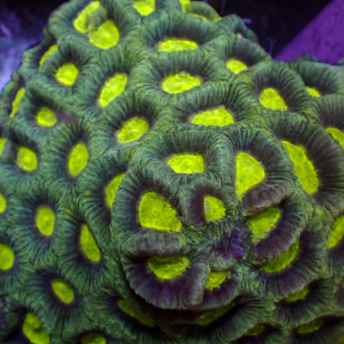 Aussie UFO Green Favia (2-3 Polyps) - Corals Anonymous