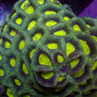 Aussie UFO Green Favia (2-3 Polyps) - Corals Anonymous
