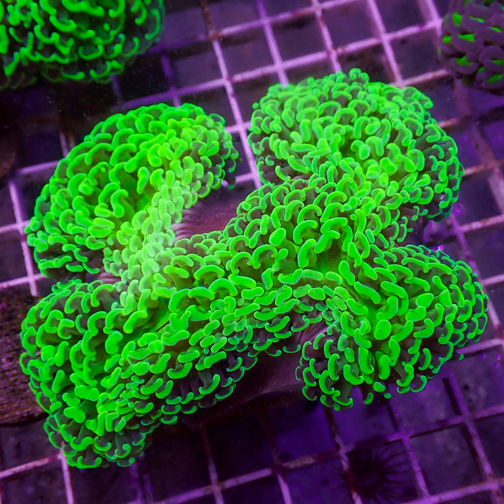 WYSIWYG Neon Green Wall Hammer (4-5") - Corals Anonymous