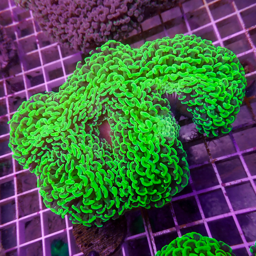 WYSIWYG Neon Green Wall Hammer (4-5") - Corals Anonymous