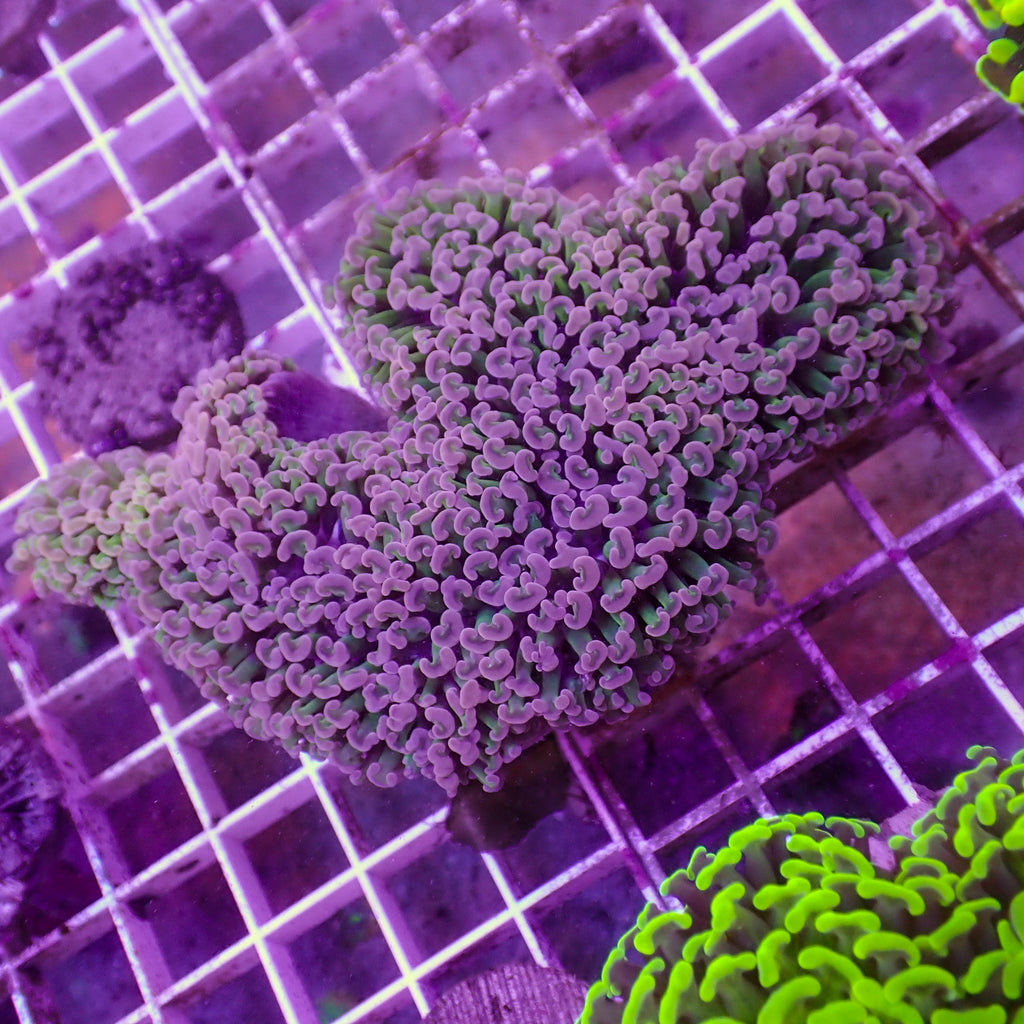 WYSIWYG Pink Tip Green Wall Hammer (4-5") - Corals Anonymous