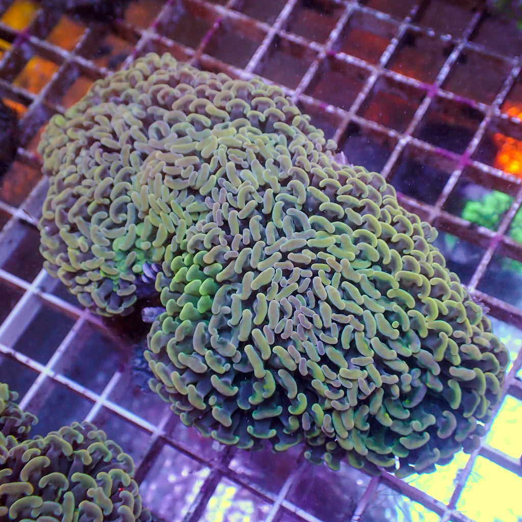 WYSIWYG Iridescent Wall Hammer (4-5") - Corals Anonymous