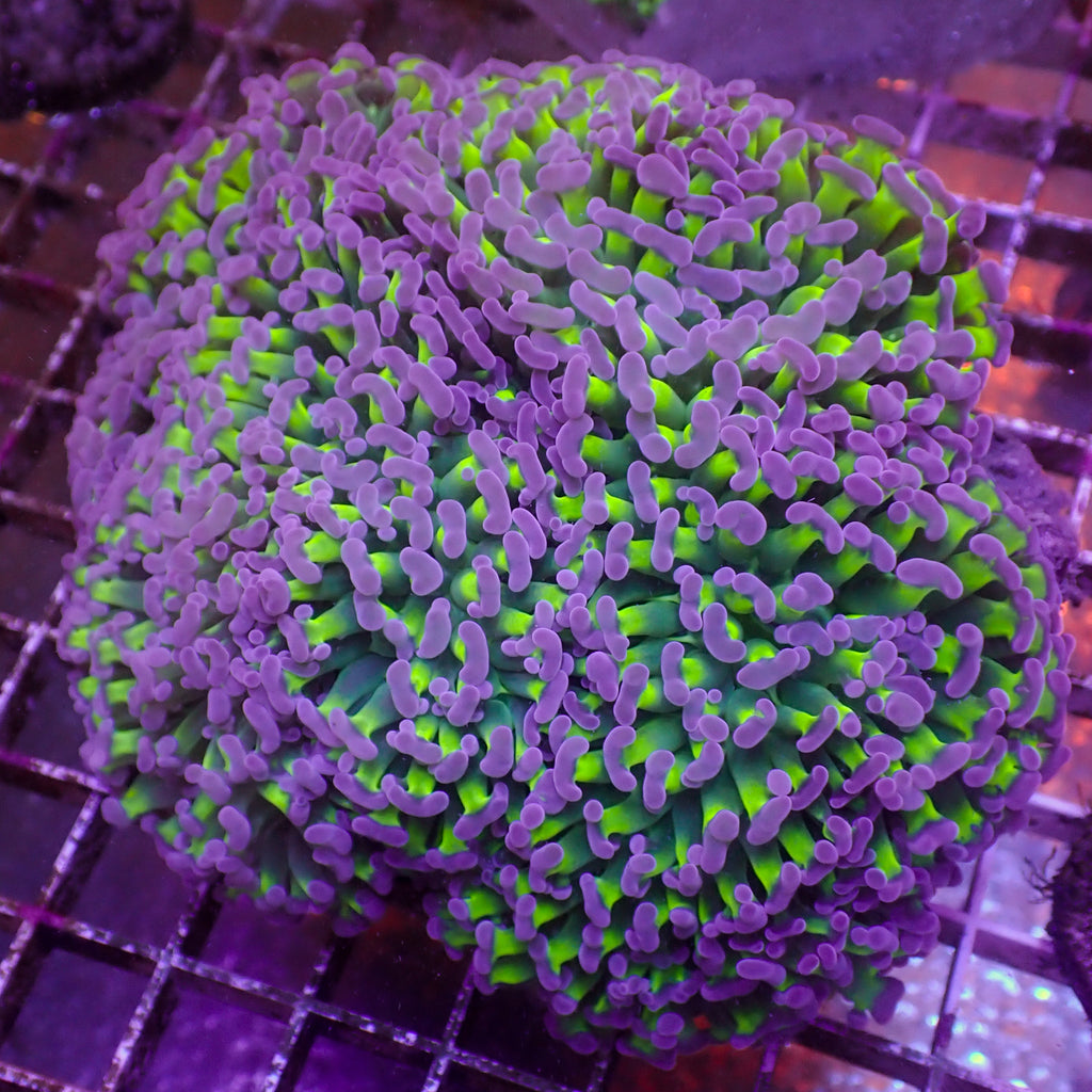 WYSIWYG Purple Tip Wall Hammer (6-7") - Corals Anonymous