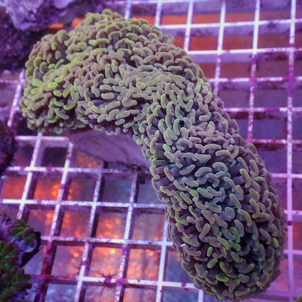 WYSIWYG Iridescent Wall Hammer (6-7") - Corals Anonymous