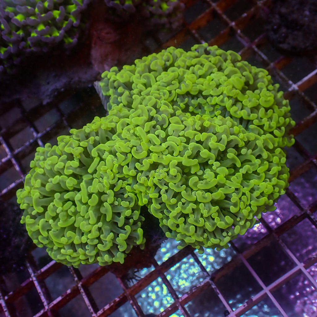 WYSIWYG Yellow Highlighter Wall Hammer (4-5") - Corals Anonymous