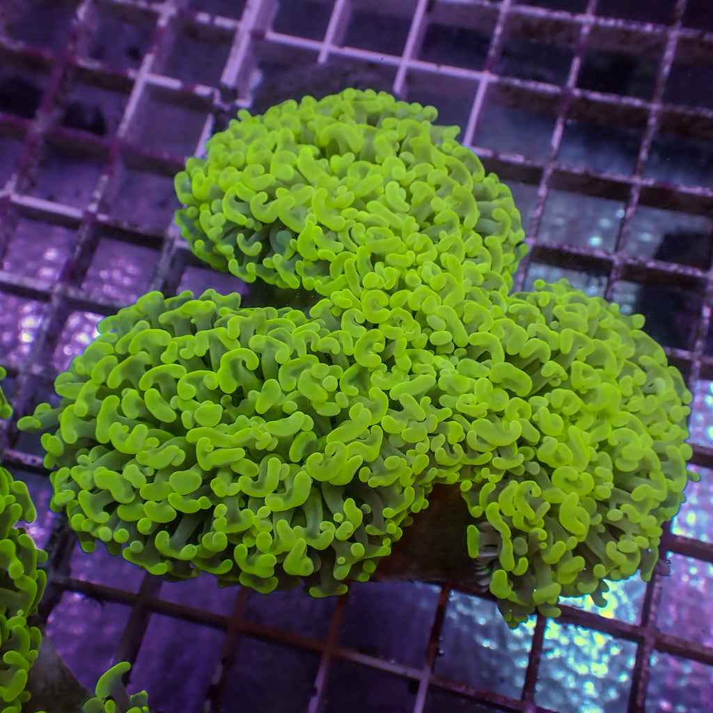 WYSIWYG Yellow Highlighter Wall Hammer (3-4") - Corals Anonymous