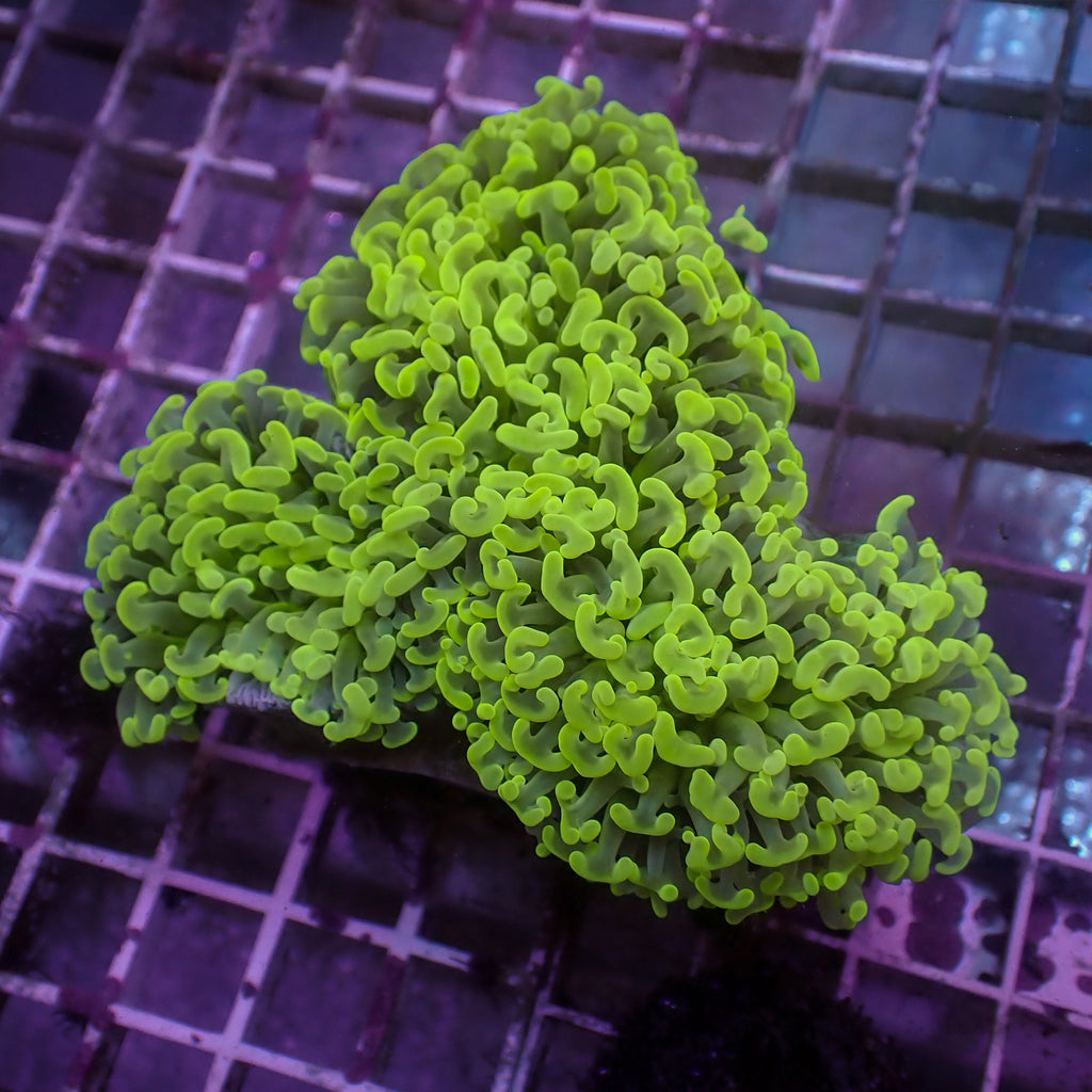 WYSIWYG Yellow Highlighter Wall Hammer (3-4") - Corals Anonymous