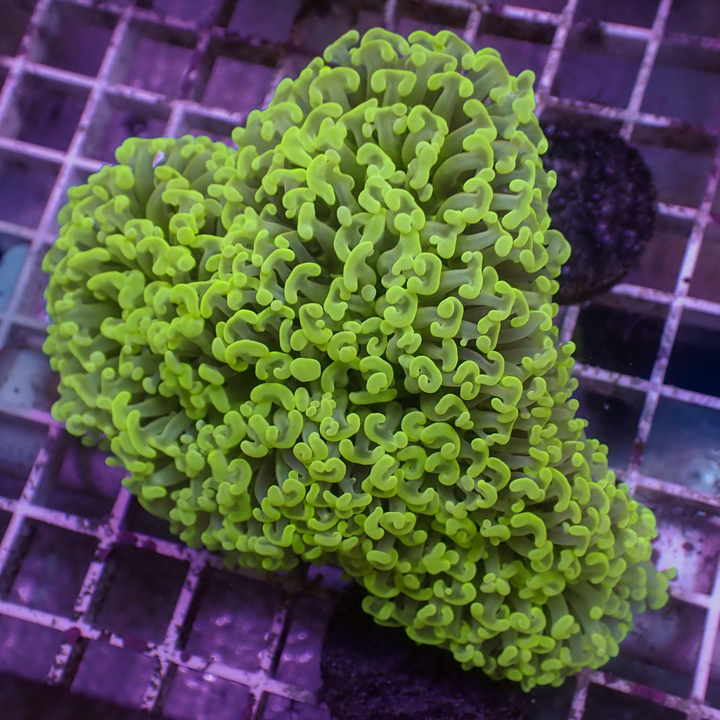 WYSIWYG Yellow Highlighter Wall Hammer (3-4") - Corals Anonymous