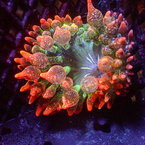 WYSIWYG Ultra Rainbow Cherry Bomb Bubble Tip Anemone (2-3")