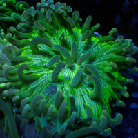 White Speckled Green Long Tentacle Anemone