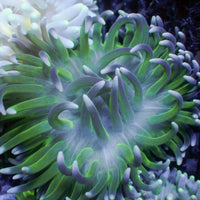 White Tip Teal Long Tentacle Anemone