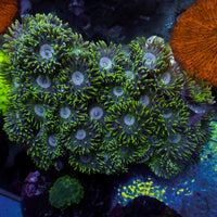 WYSIWYG Mint Moon Duncan Colony (30+ Polyps)