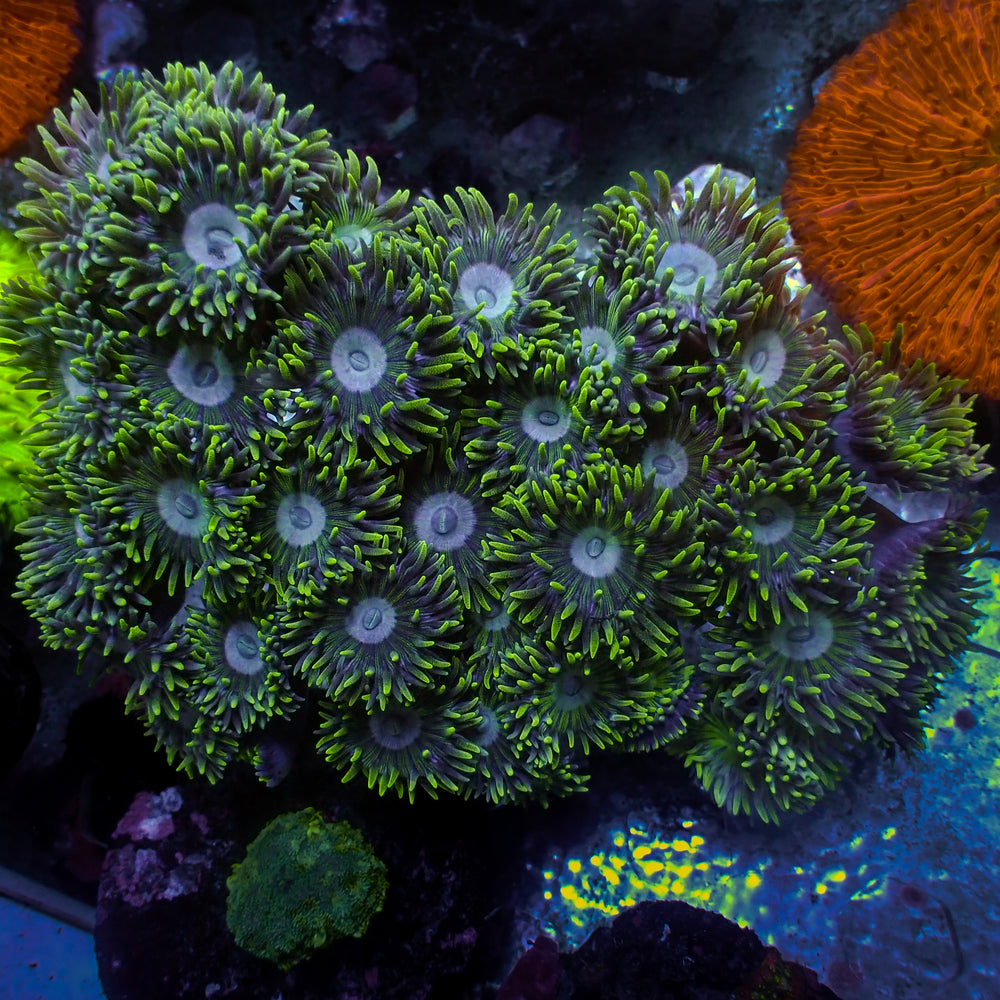 WYSIWYG Mint Moon Duncan Colony (30+ Polyps)