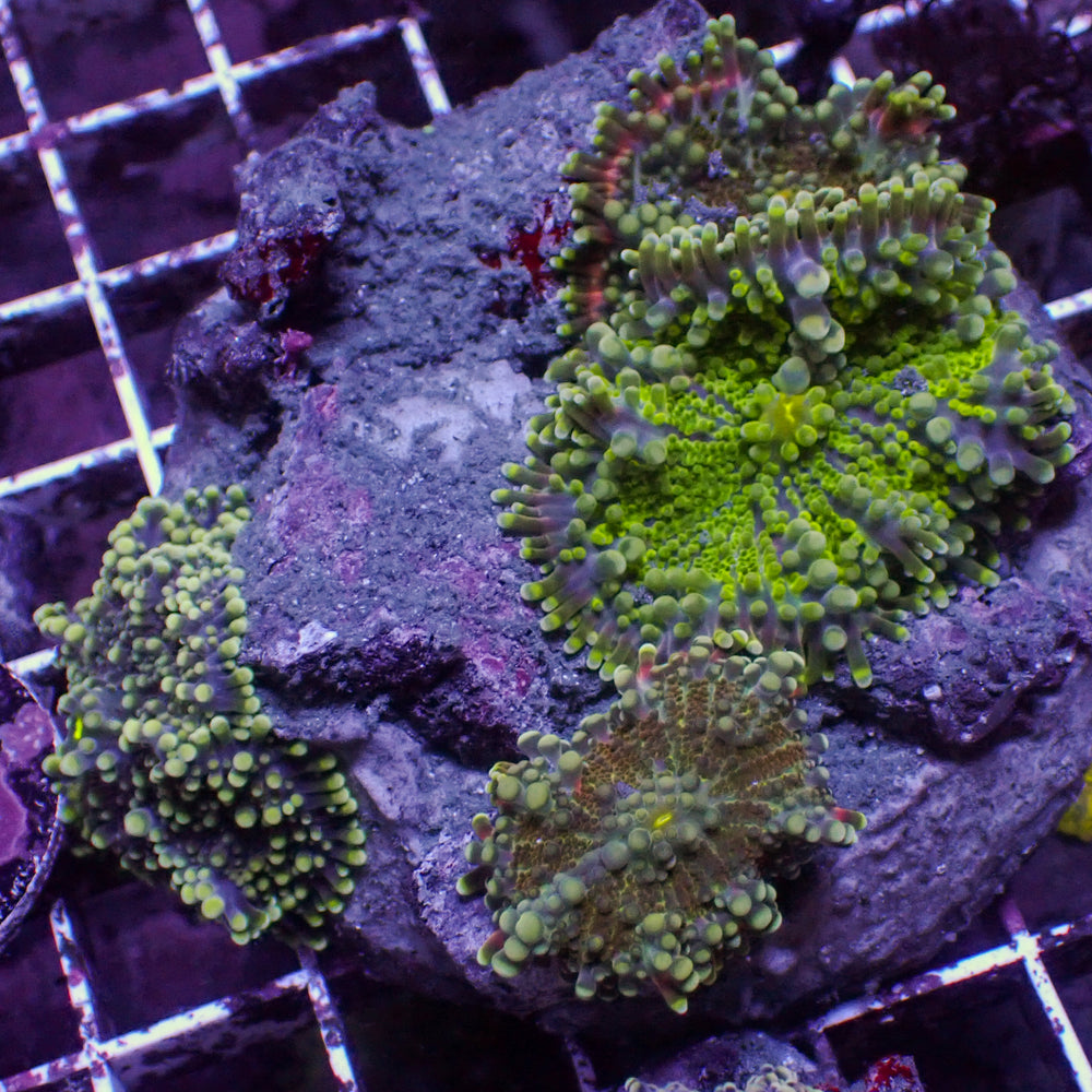 WYSIWYG Rainbow Yuma Mushroom Combo Colony (4 Polyps)