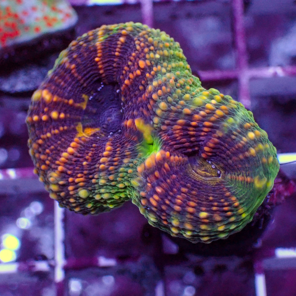 WYSIWYG Mayan Sunrise Lobo (2 Polyps)