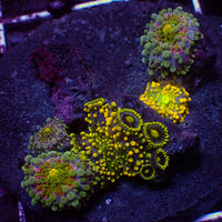 WYSIWYG Rainbow Yuma Mushroom Combo Colony w/ zoas (4 Polyps)
