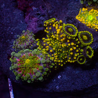 WYSIWYG Rainbow Yuma Mushroom Combo Colony w/ zoas (4 Polyps)
