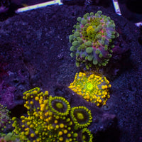 WYSIWYG Rainbow Yuma Mushroom Combo Colony w/ zoas (4 Polyps)
