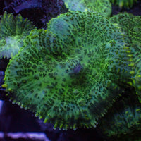 Speckled Verde Rhodactis Mushroom