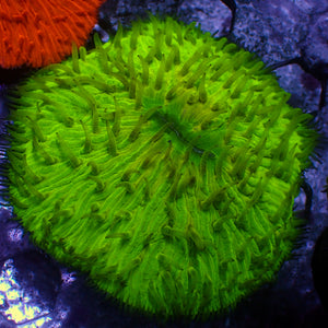 WYSIWYG Neon Green Plate Coral (3-4”)