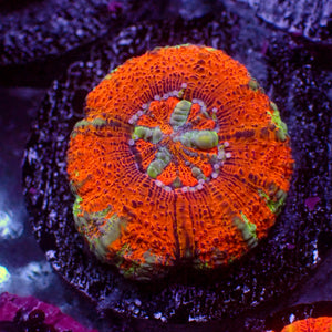 WYSIWYG Aussie Lava Button Scoly (0.5-1.5”)