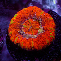 WYSIWYG Aussie Lava Button Scoly (0.5-1.5”)