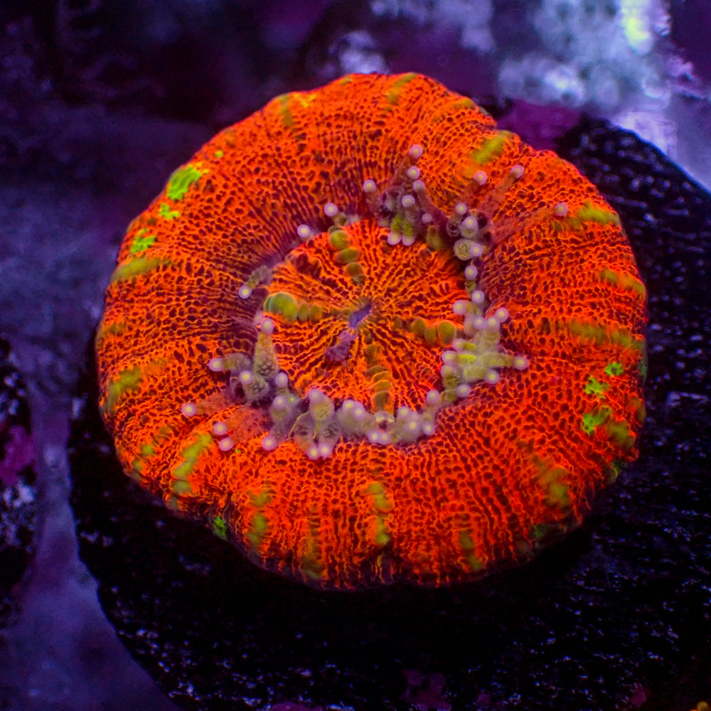 WYSIWYG Aussie Lava Button Scoly (0.5-1.5”)