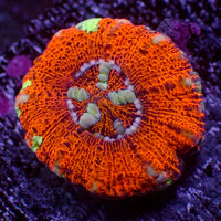 WYSIWYG Aussie Lava Button Scoly (0.5-1.5”)