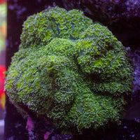 WYSIWYG Large Green Hairy Mushroom (1-2")