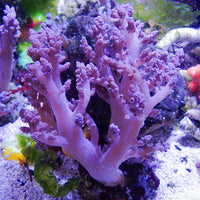 WYSIWYG CA Pink Blossom Nephthea Tree Soft Coral Mother Colony (XL, 6-7")
