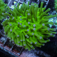 Indo Neon Green Long Tentacle Fungia Plate