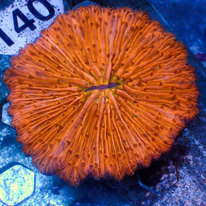 WYSIWYG Orange Fungia Plate (3-4")