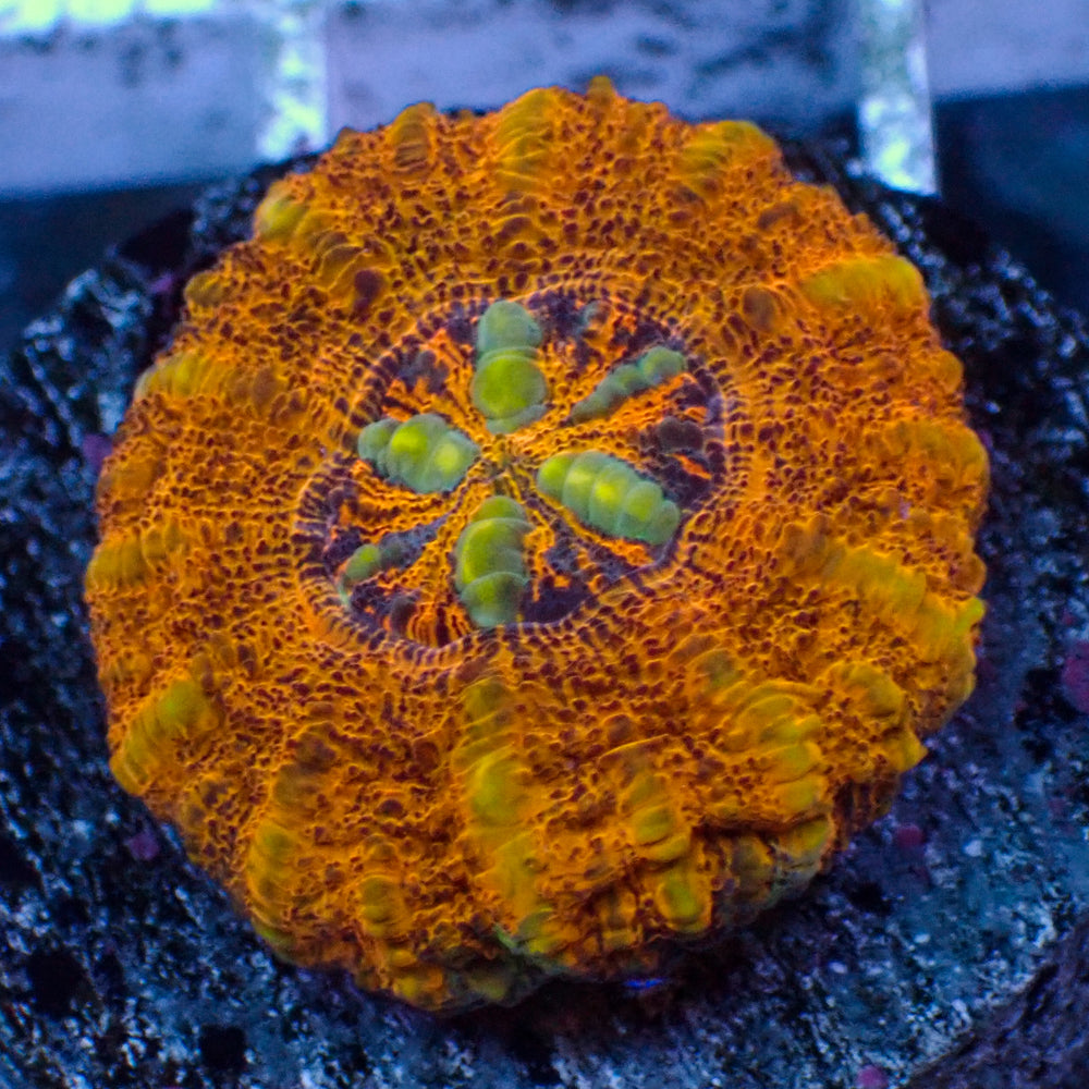 WYSIWYG Multicolor Aussie Lava Button Scoly (0.5-1.5”)