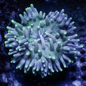 Stripped Teal Long Tentacle Anemone