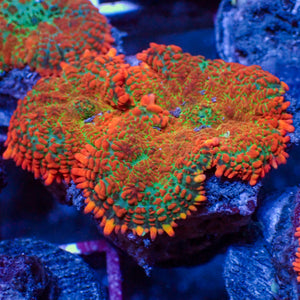 WYSIWYG Malibu Sunset Rhodactis Mushroom Combo (2 Polyps)