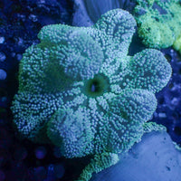 Neon Peppermint Haddoni Carpet Anemone
